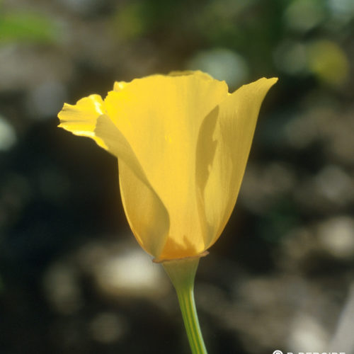 Coquelicot de Californie - Eschscholzia californica - 10 ml